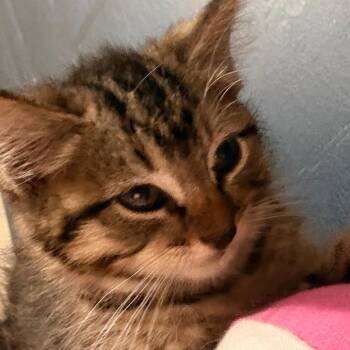 Millie -  Domestic Medium Hair and Domestic Short Hair Cat for Adoption in Huntsville, Alabama - Millie | PetCurious