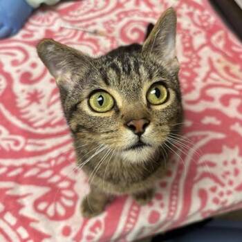 Hidalgo -  Domestic Short Hair Cat for Adoption in Tempe, Arizona - Hidalgo | PetCurious