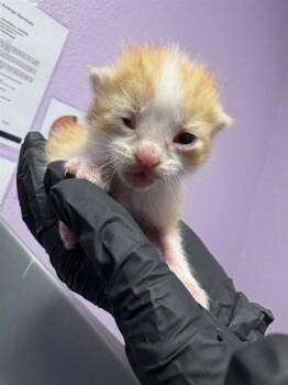 60785514 -  Domestic Short Hair Cat for Adoption in El Paso, Texas - 60785514 | PetCurious