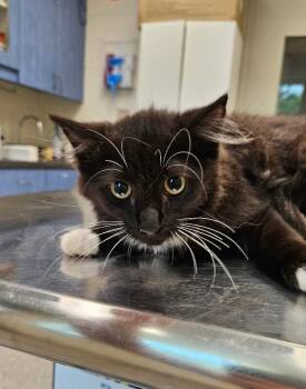 Road Runner -  Domestic Medium Hair Cat for Adoption in Disputanta, Virginia - Road Runner | PetCurious