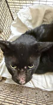 STEVEN -  Domestic Short Hair Cat for Adoption in Doral, Florida - STEVEN | PetCurious