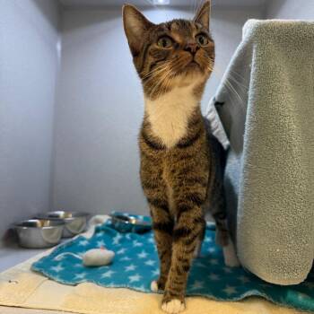 Ella -  Domestic Short Hair Cat for Adoption in Pittsburgh, Pennsylvania - Ella | PetCurious