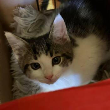 Addie -  Domestic Short Hair Cat for Adoption in Ashtabula, Ohio - Addie | PetCurious