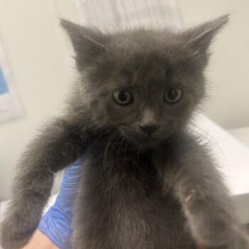 Heirloom -  Domestic Short Hair Cat for Adoption in Park City, Utah - Heirloom | PetCurious