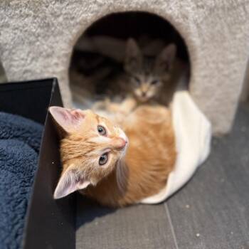 Claire -  Domestic Short Hair Cat for Adoption in Fairfax Station, Virginia - Claire | PetCurious