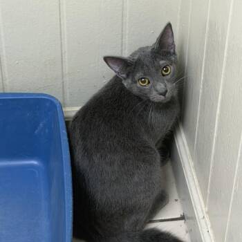 TUSC-Stray-85453_2_3 -  Domestic Short Hair Cat for Adoption in Tuscaloosa, Alabama - TUSC-Stray-85453_2_3 | PetCurious