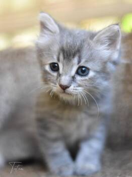 Tatum -  Russian Blue Cat for Adoption in Montgomery, Texas - Tatum | PetCurious