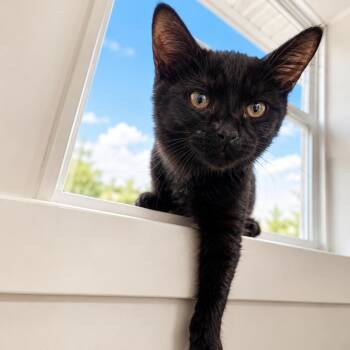 Roxanne -  American Shorthair Cat for Adoption in Blue Earth, Minnesota - Roxanne | PetCurious