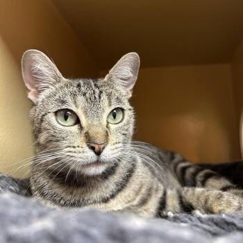 Skylar -  Domestic Short Hair Cat for Adoption in Spokane, Washington - Skylar | PetCurious