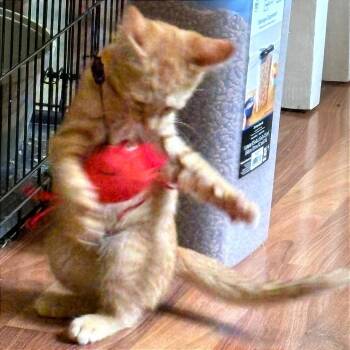 Rusty -  Domestic Short Hair Cat for Adoption in Traverse City, Michigan - Rusty | PetCurious
