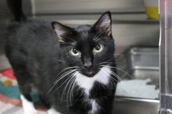 Felix -  Domestic Short Hair Cat for Adoption in Brunswick, Georgia - Felix | PetCurious