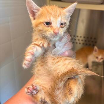 Imagination Library -  Domestic Short Hair Cat for Adoption in Norman, Oklahoma - Imagination Library | PetCurious