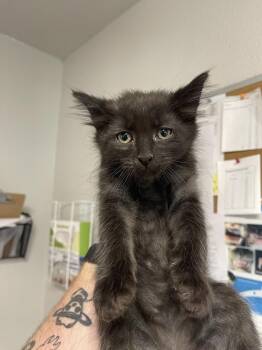 Gus -  Domestic Short Hair Cat for Adoption in Bolivar, Missouri - Gus | PetCurious
