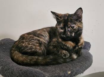 Tortoiseshell Cats Available for Adoption in Richmond, Virginia - Mavie | PetCurious