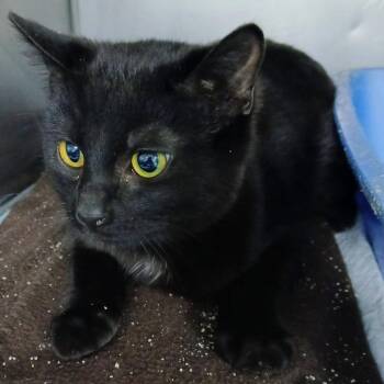 Domestic Short Hair Cats Available for Adoption - Curly | PetCurious