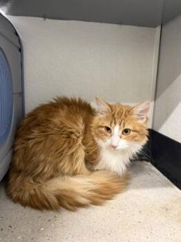 Domestic Long Hair and Domestic Short Hair Cats Available for Adoption in West Chester, Pennsylvania - Sonic | PetCurious