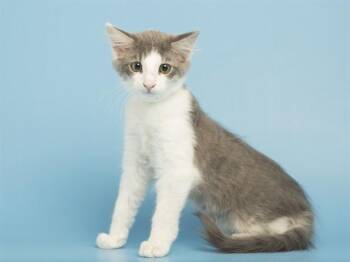 STEVIE -  Domestic Short Hair Cat for Adoption in Phoenix, Arizona - STEVIE | PetCurious