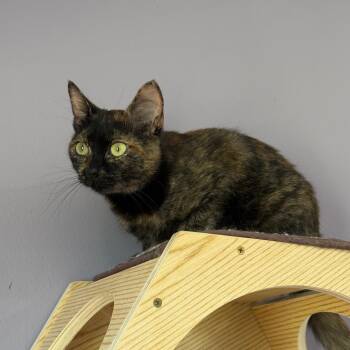 Primrose -  Domestic Short Hair Cat for Adoption in Gibsonia, Pennsylvania - Primrose | PetCurious