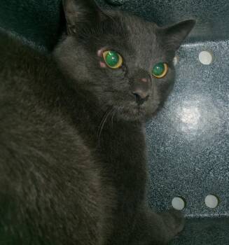 Sidon (Working Cat) -  Domestic Short Hair Cat for Adoption in Plover, Wisconsin - Sidon (Working Cat) | PetCurious