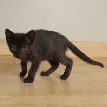 Diesel C70617 -  Domestic Short Hair Cat for Adoption in Minnetonka, Minnesota - Diesel C70617 | PetCurious
