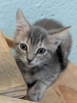Domestic Short Hair Cats Available for Adoption in Cape Coral, Florida - Anya | PetCurious