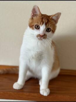 Rescue Domestic Short Hair Cats for Adoption - LEO | PetCurious
