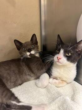 BATMAN -  Domestic Short Hair Cat for Adoption in Fort Myers, Florida - BATMAN | PetCurious