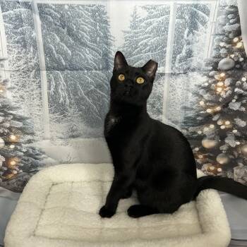 Edamame -  Domestic Short Hair Cat for Adoption in Houston, Texas - Edamame | PetCurious