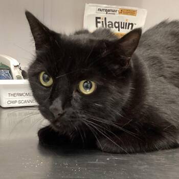 Samantha -  Domestic Short Hair Cat for Adoption in Tampa, Florida - Samantha | PetCurious