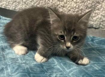 Rescue Domestic Short Hair Cats for Adoption in Lampasas, Texas - Fern | PetCurious