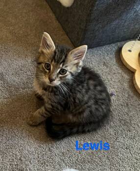 Lewis -  Domestic Medium Hair Cat for Adoption in Yardley, Pennsylvania - Lewis | PetCurious