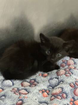 Rescue Domestic Medium Hair Cats for Adoption in Napa, California - Midnight | PetCurious