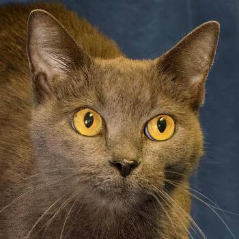 Gracie -  Domestic Short Hair Cat for Adoption in Versailles, Kentucky - Gracie | PetCurious