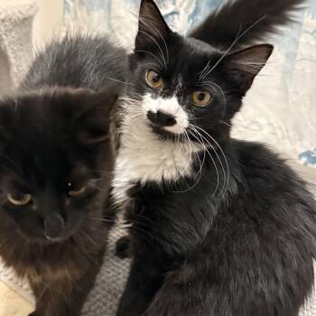 Pong -  Domestic Medium Hair Cat for Adoption in Chattanooga, Tennessee - Pong | PetCurious