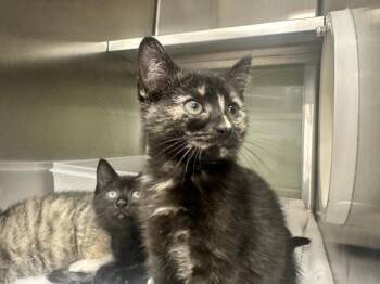 Paramore -  Domestic Short Hair Cat for Adoption in Stratham, New Hampshire - Paramore | PetCurious