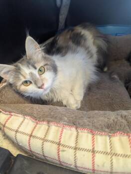 The Purr Monster -  Domestic Short Hair Cat for Adoption in Athens, Ohio - The Purr Monster | PetCurious