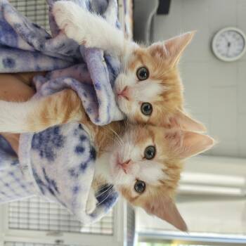 Kittens Available -  Domestic Short Hair Cat for Adoption in Oconto, Wisconsin - Kittens Available | PetCurious
