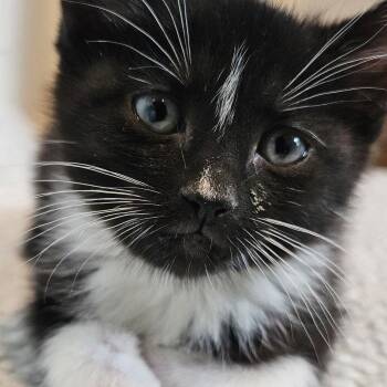 Domestic Short Hair Cats Available for Adoption in Newark, New Jersey - Staples | PetCurious