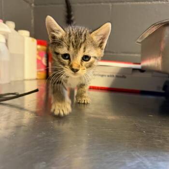 Domestic Short Hair Cats Available for Adoption in Tuscaloosa, Alabama - TUSC-Stray-84585_2_3 | PetCurious