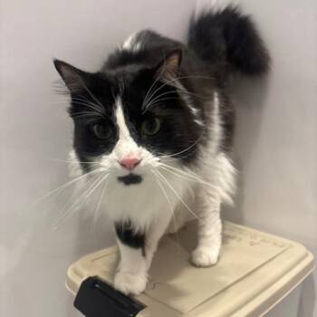 Gorgeous -  Domestic Long Hair Cat Available for Adoption in Mooresville, North Carolina - Gorgeous | PetCurious