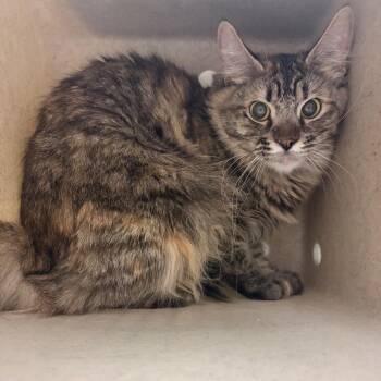 Lea -  Domestic Medium Hair Cat for Adoption in Reno, Nevada - Lea | PetCurious