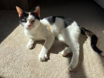 Domestic Short Hair Cats Available for Adoption in Cincinnati, Ohio - Orbit | PetCurious