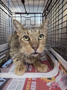 HANDSOME -  Domestic Short Hair Cat for Adoption in San Antonio, Texas - HANDSOME | PetCurious