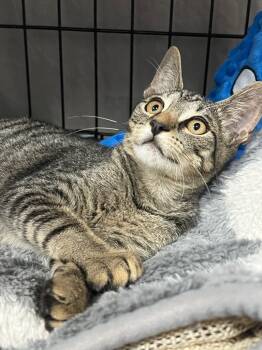 Rescue Domestic Short Hair Cats for Adoption in Saint Francisville, Louisiana - Grady | PetCurious
