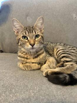 Clementine -  Domestic Short Hair Cat for Adoption in Houston, Texas - Clementine | PetCurious