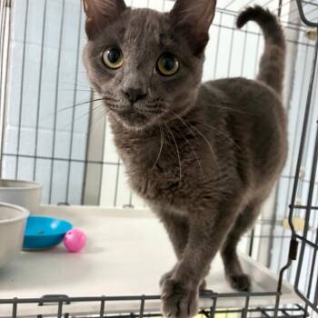 Grey Skull -  Domestic Short Hair Cat for Adoption in Carencro, Louisiana - Grey Skull | PetCurious