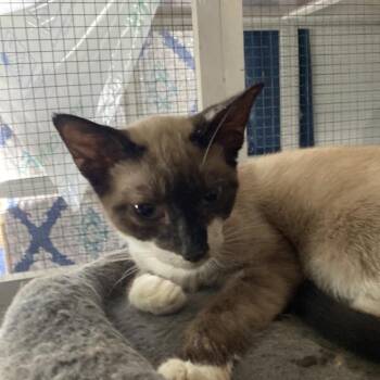 Shadow Jo -  Siamese and Domestic Short Hair Cat for Adoption in Tallahassee, Florida - Shadow Jo | PetCurious