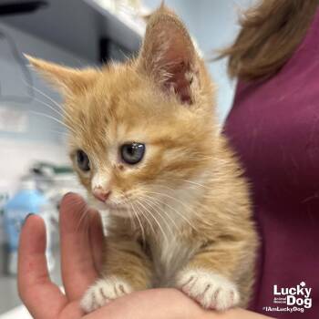 Domestic Short Hair Cats Available for Adoption in Washington, District Of Columbia - Travis | PetCurious