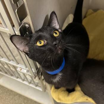 Dakota -  Domestic Short Hair Cat for Adoption in Fairport, New York - Dakota | PetCurious