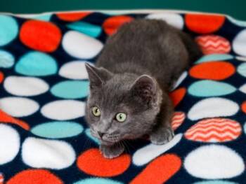 GUPPY -  Domestic Short Hair Cat for Adoption in Santa Fe, New Mexico - GUPPY | PetCurious